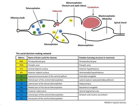 fish of mind|Fish cognition .